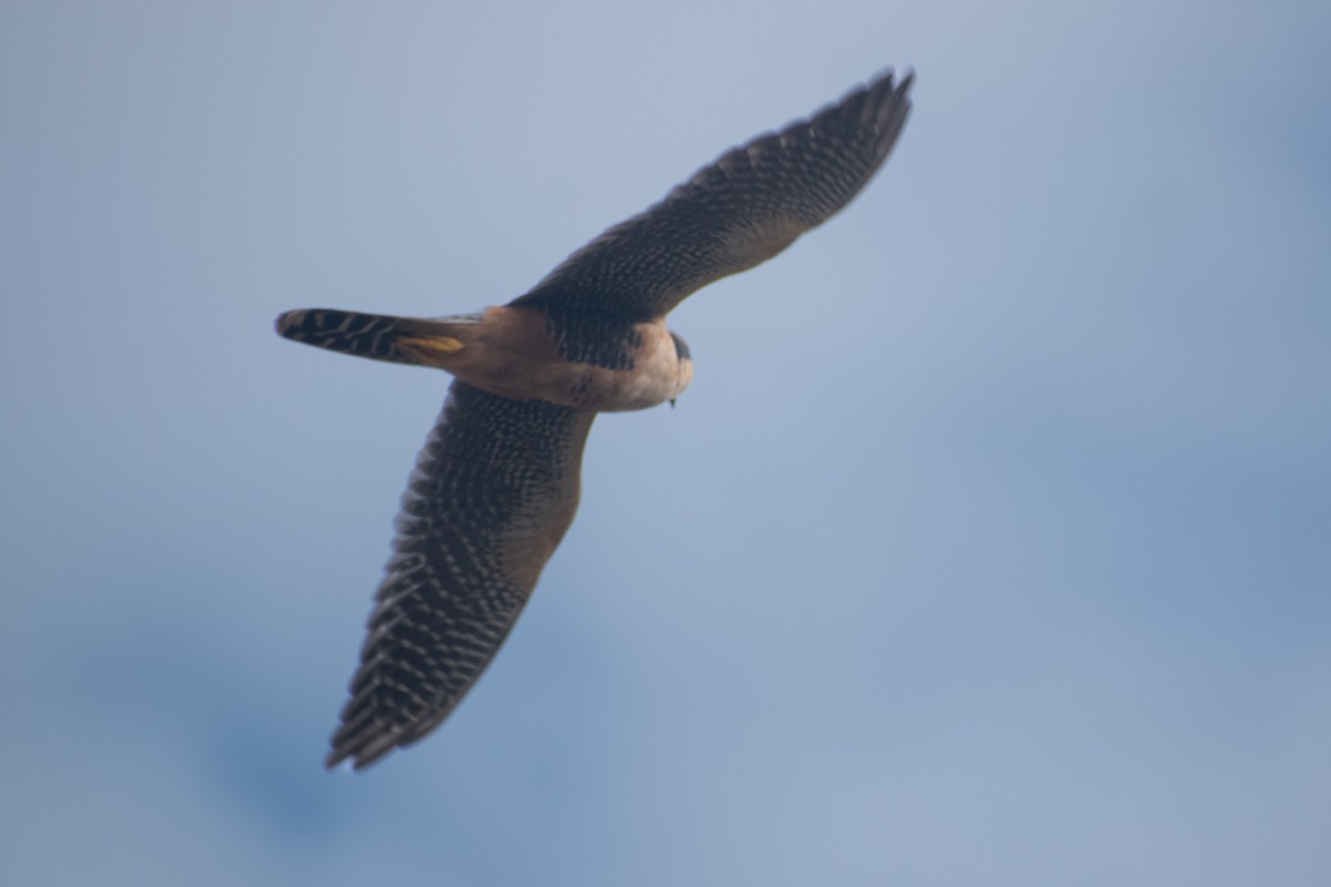 Aplomado Falcon - ML638225644