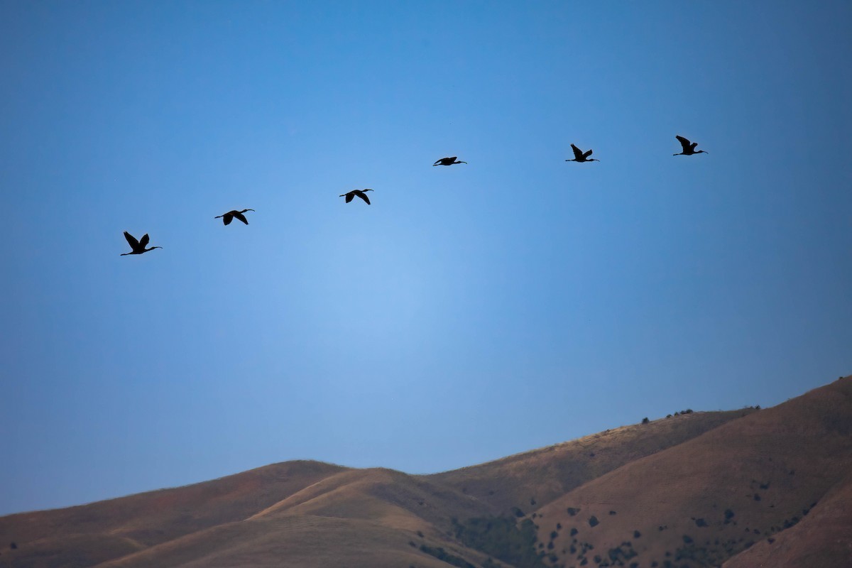 White-faced Ibis - ML638225661