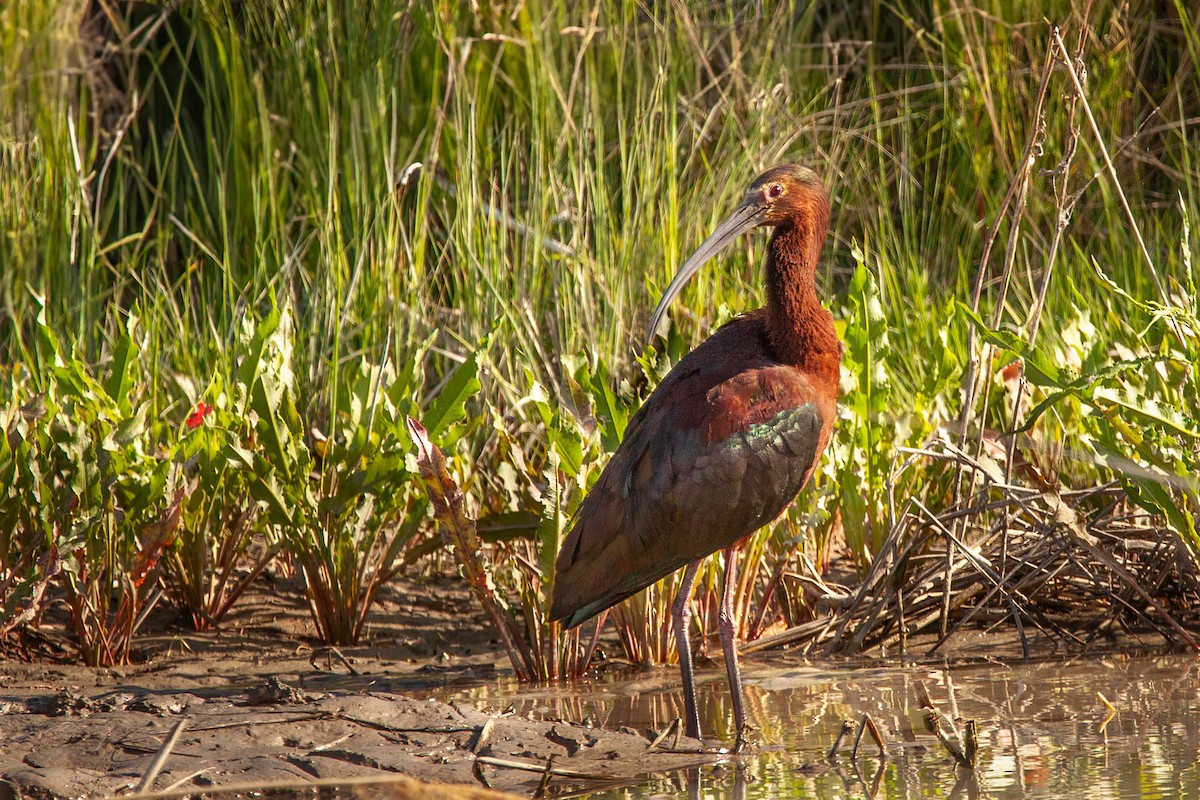 White-faced Ibis - ML638225663