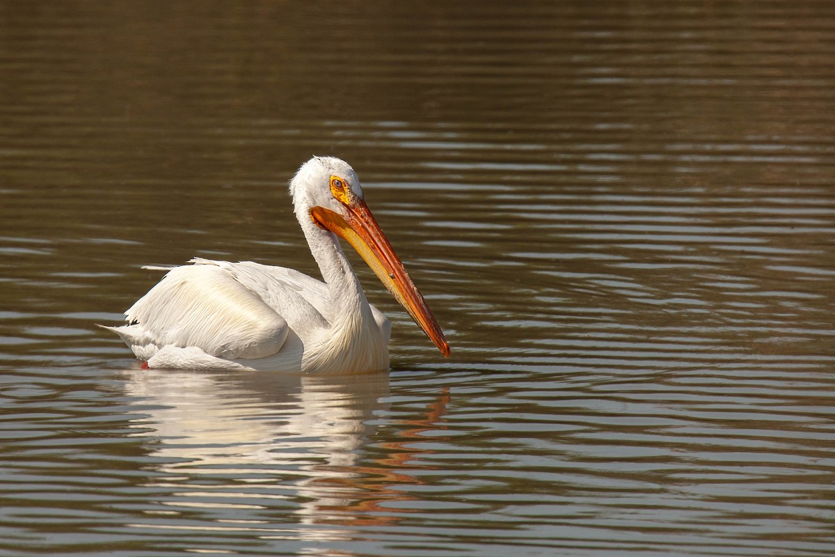 American White Pelican - ML638225673