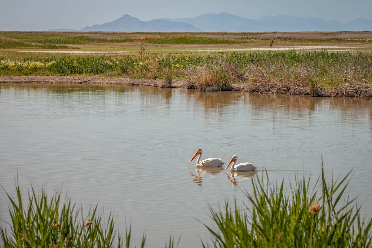 American White Pelican - ML638225674