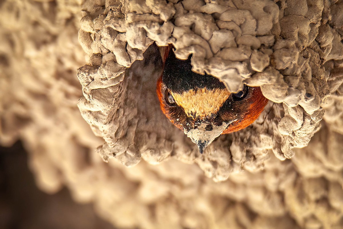 Cliff Swallow - ML638225678