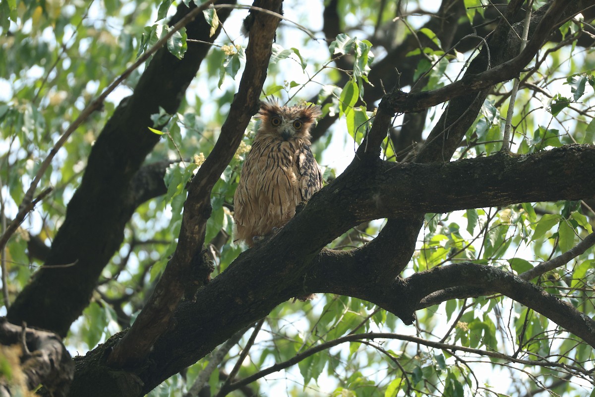 Tawny Fish-Owl - ML638225680