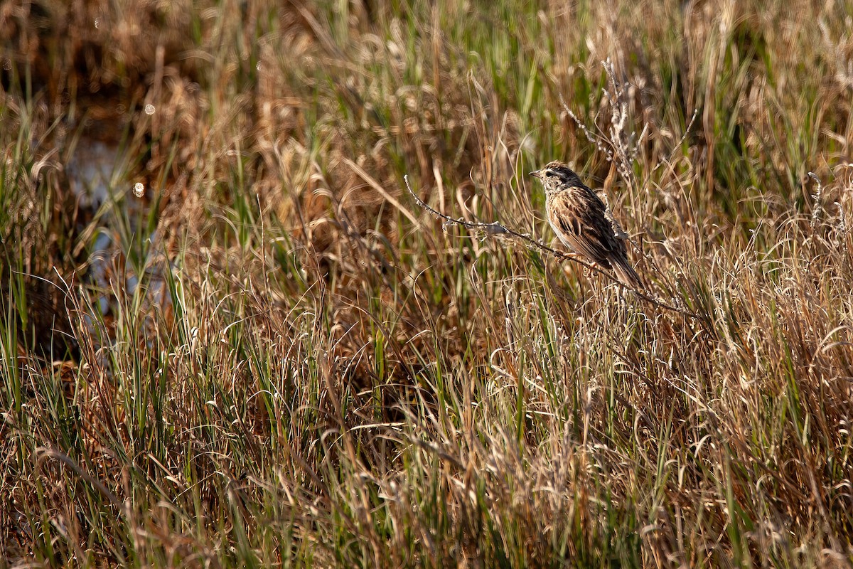 Song Sparrow - ML638225691