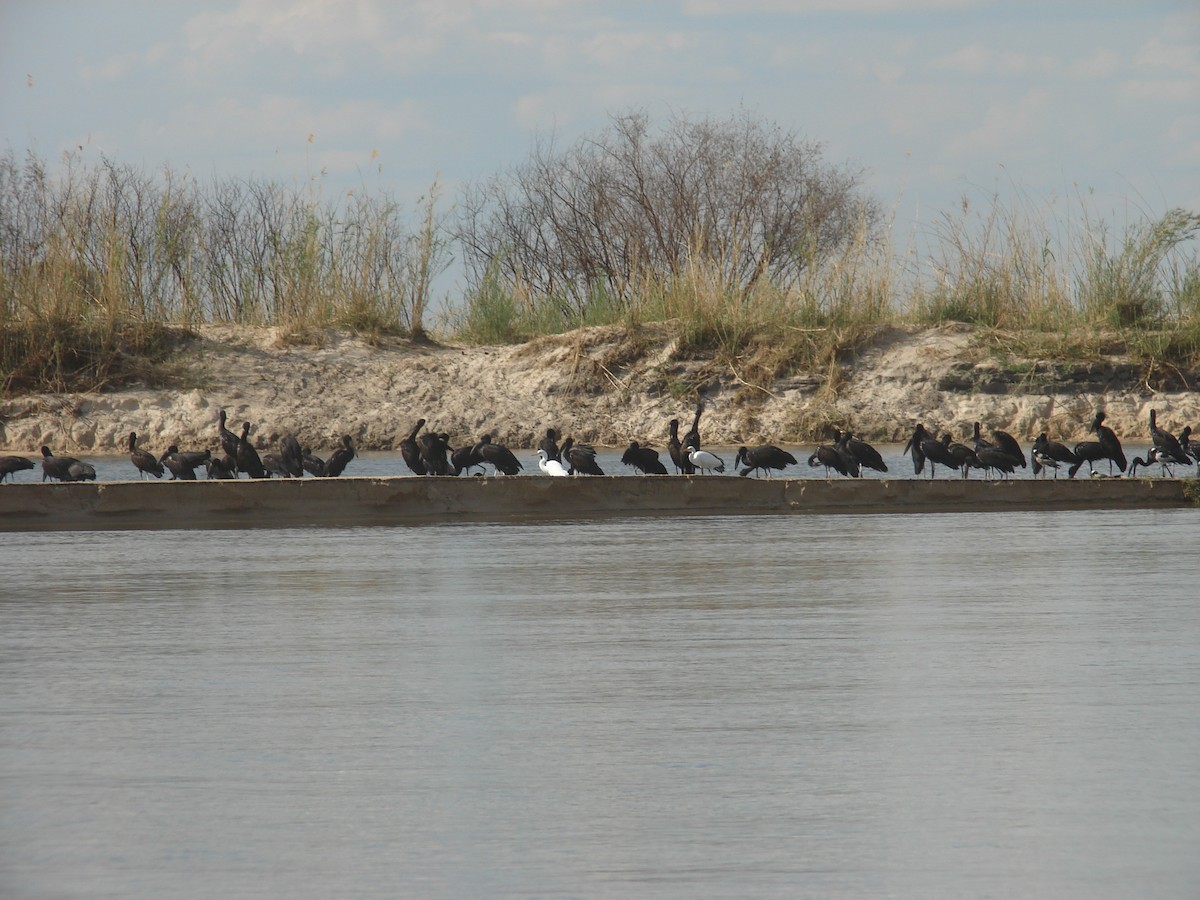 African Openbill - ML638225693