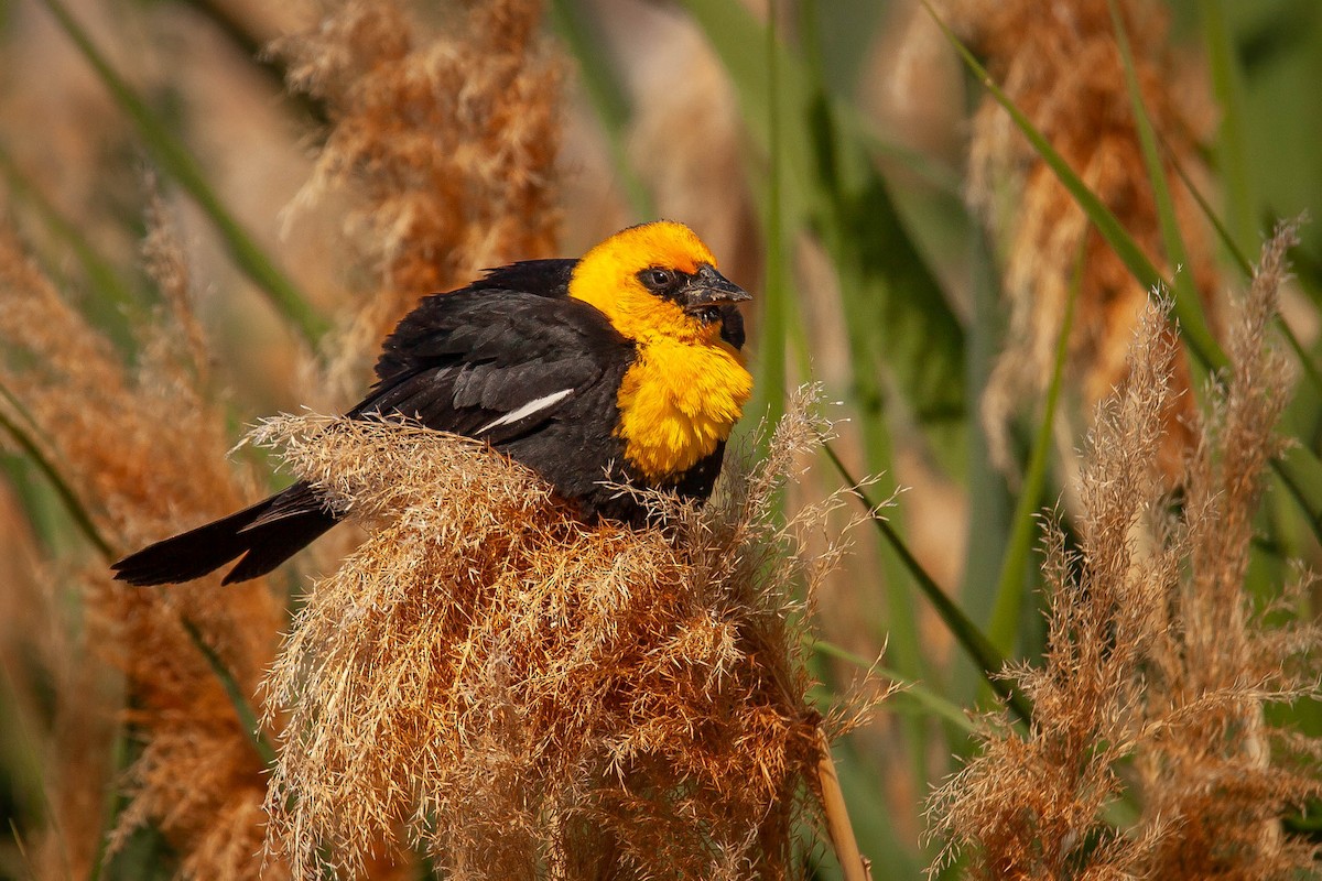 Yellow-headed Blackbird - ML638225696