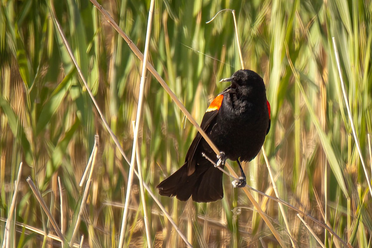 Red-winged Blackbird - ML638225707