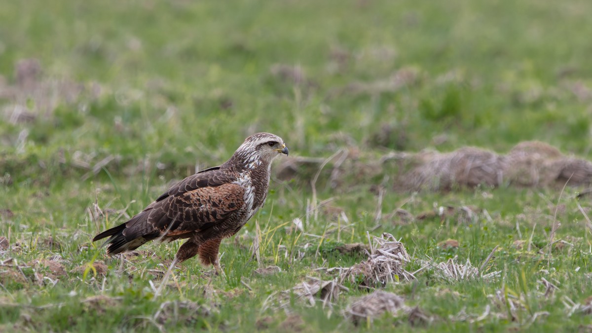 Savanna Hawk - ML638225716