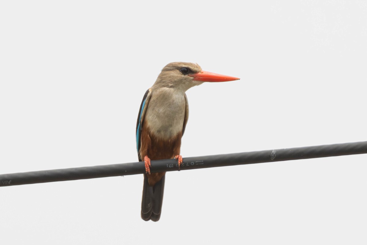 Gray-headed Kingfisher - ML638225728