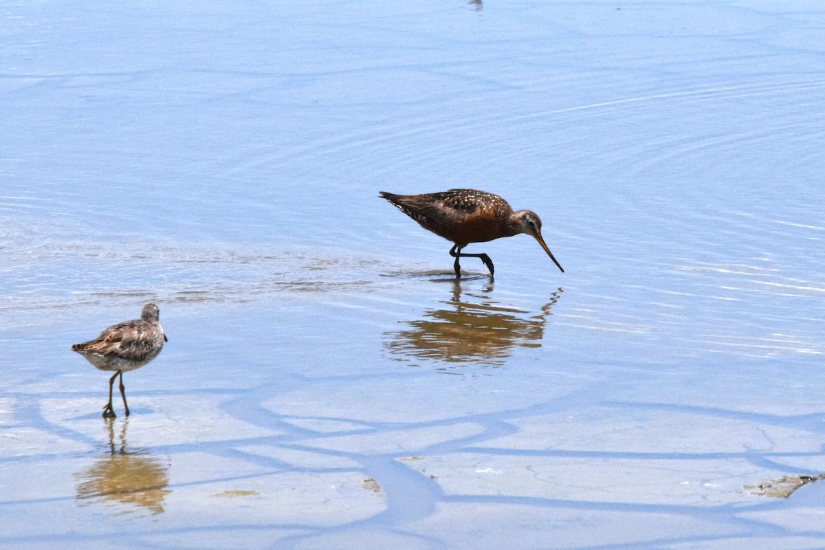 Hudsonian Godwit - ML638225744