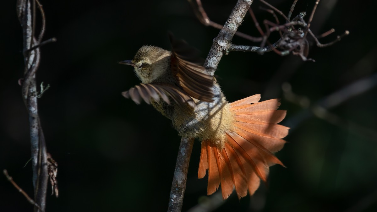 Olive Spinetail - ML638225751