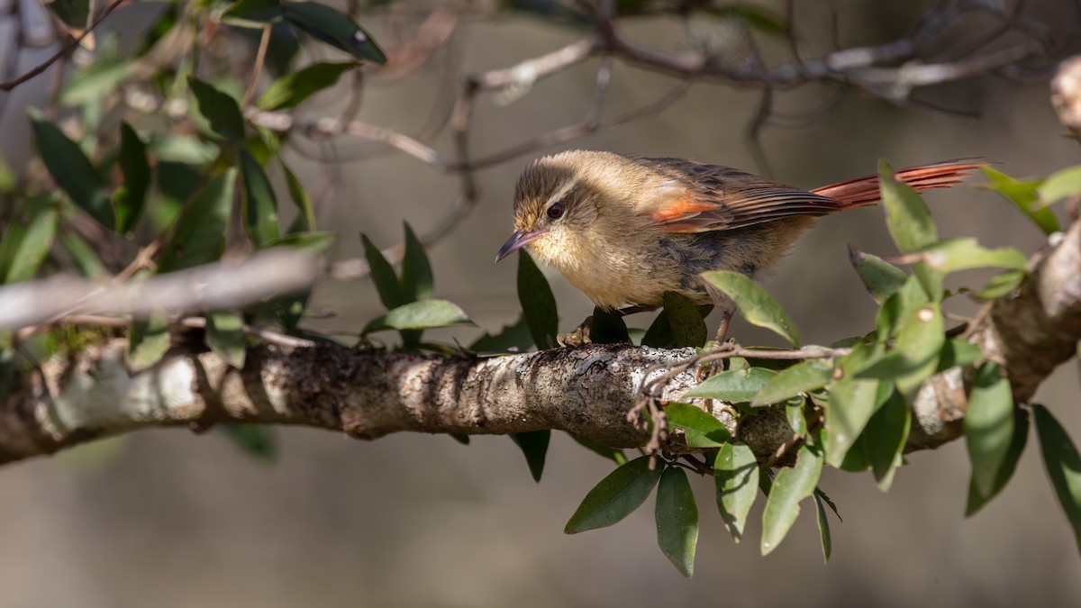 Olive Spinetail - ML638225752