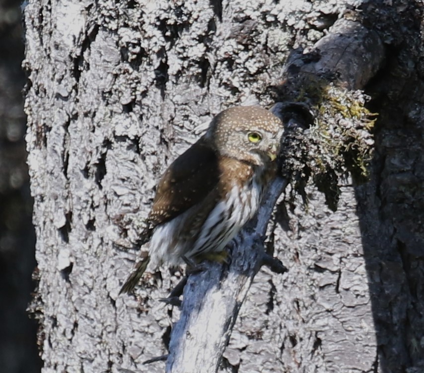 Northern Pygmy-Owl - ML638225772