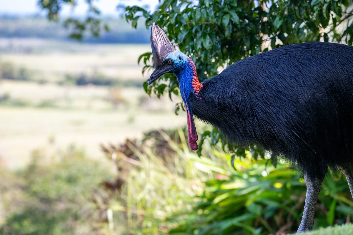 Southern Cassowary - ML638225777