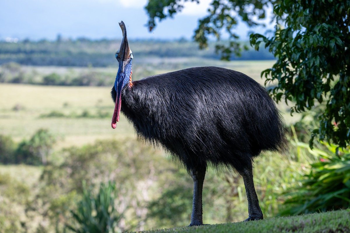 Southern Cassowary - ML638225779