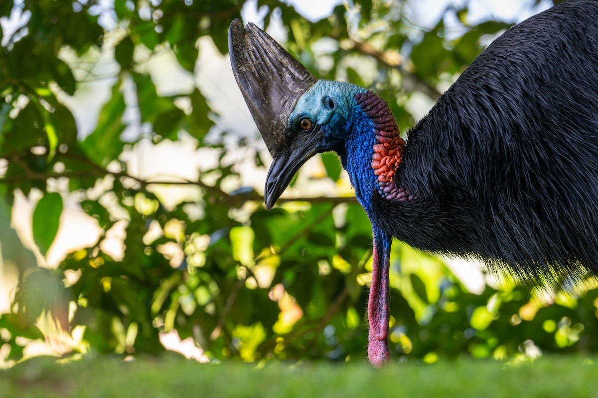 Southern Cassowary - ML638225782