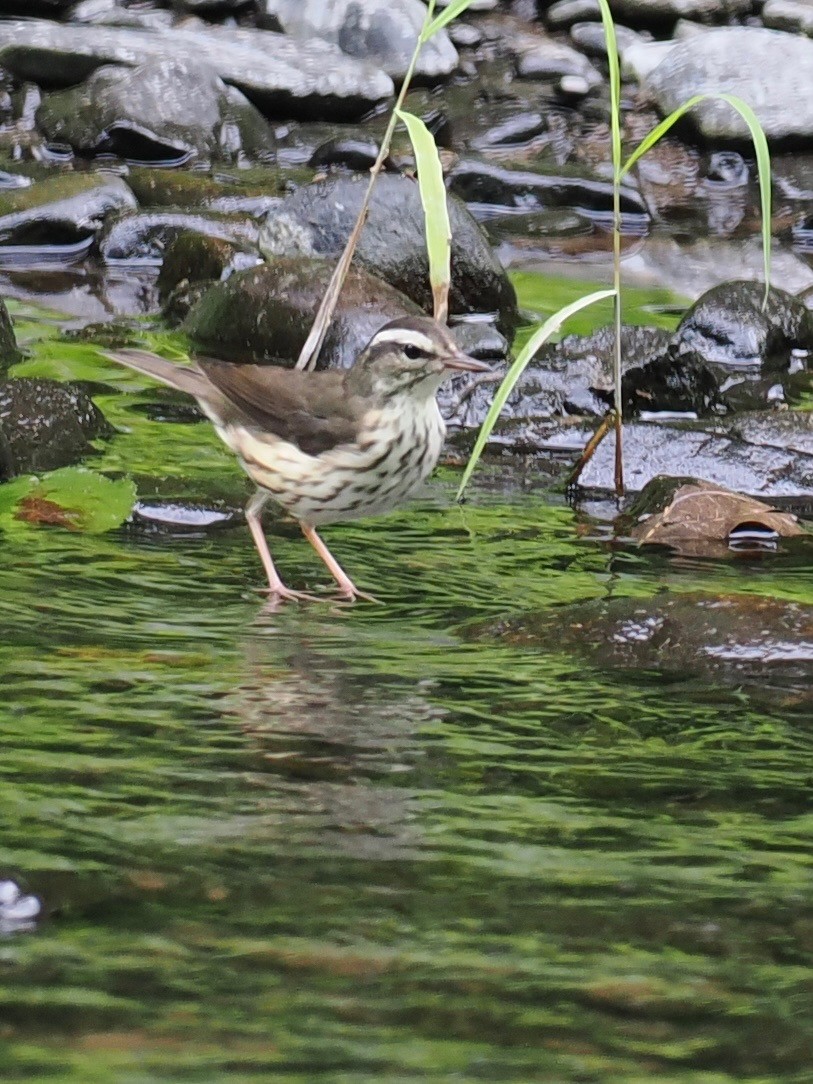 Louisiana Waterthrush - ML638225786