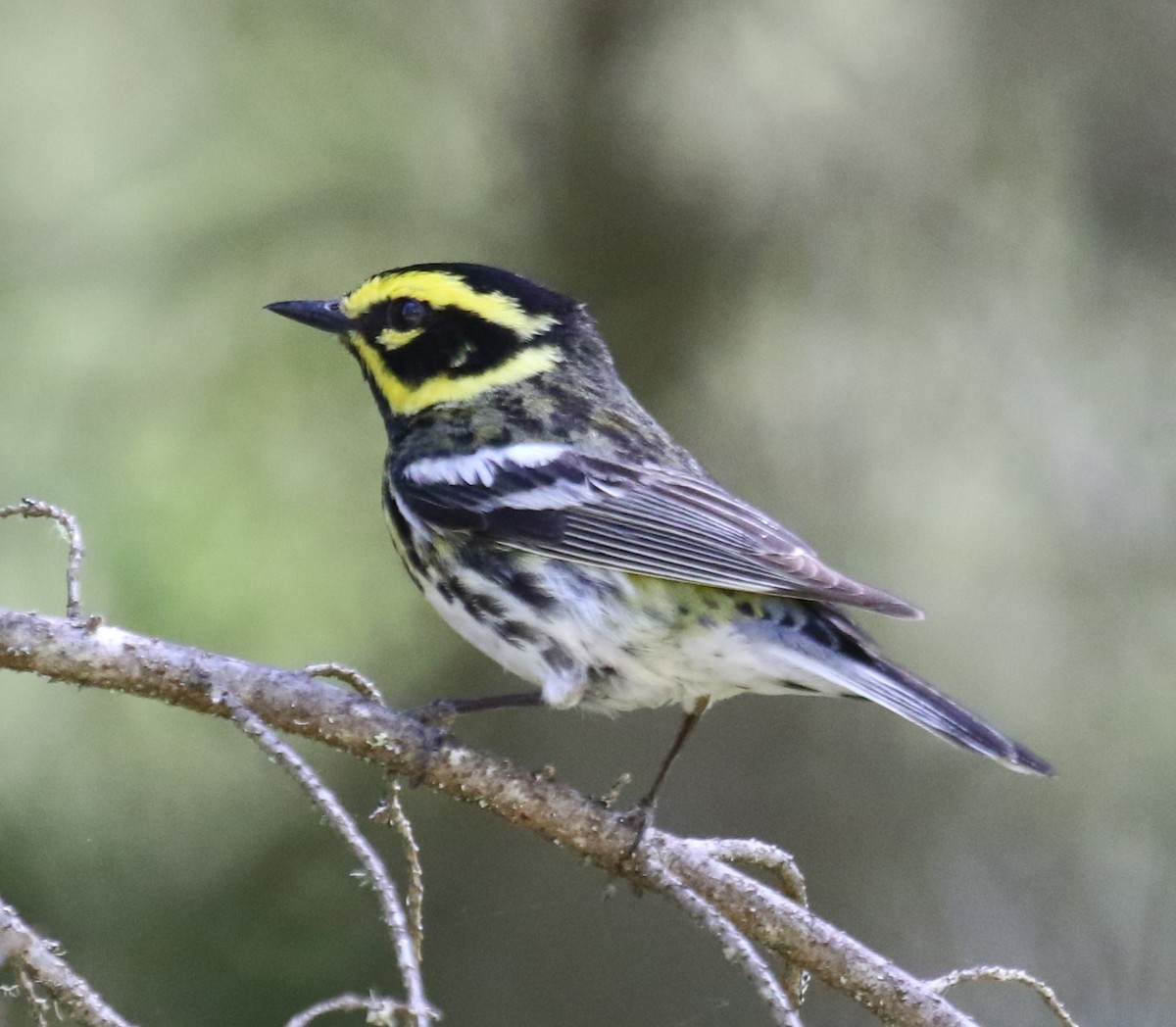Black-throated Gray x Townsend's Warbler (hybrid) - ML638225788