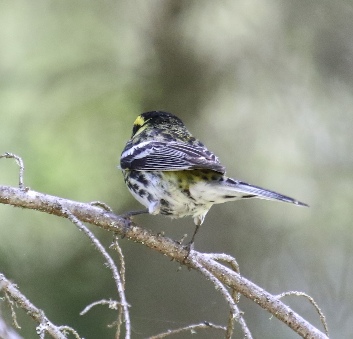 Black-throated Gray x Townsend's Warbler (hybrid) - ML638225820