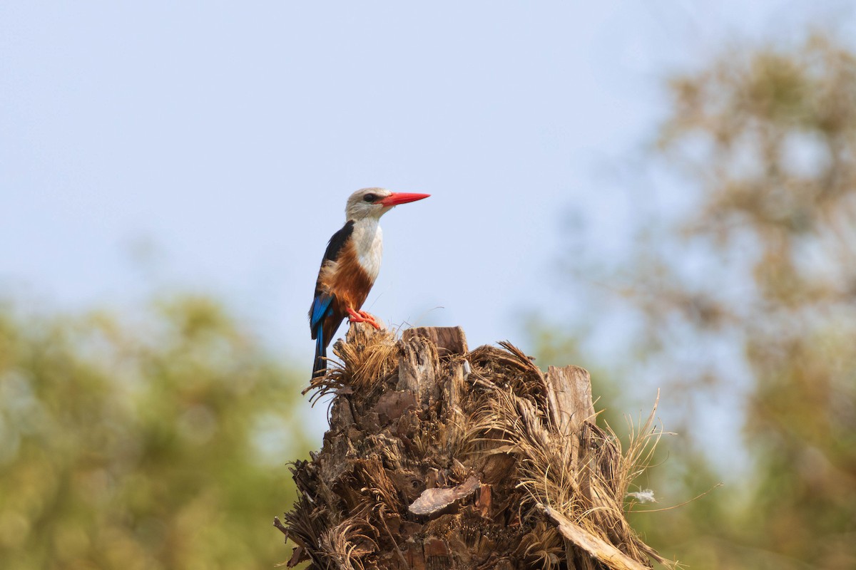 Gray-headed Kingfisher - ML638225824