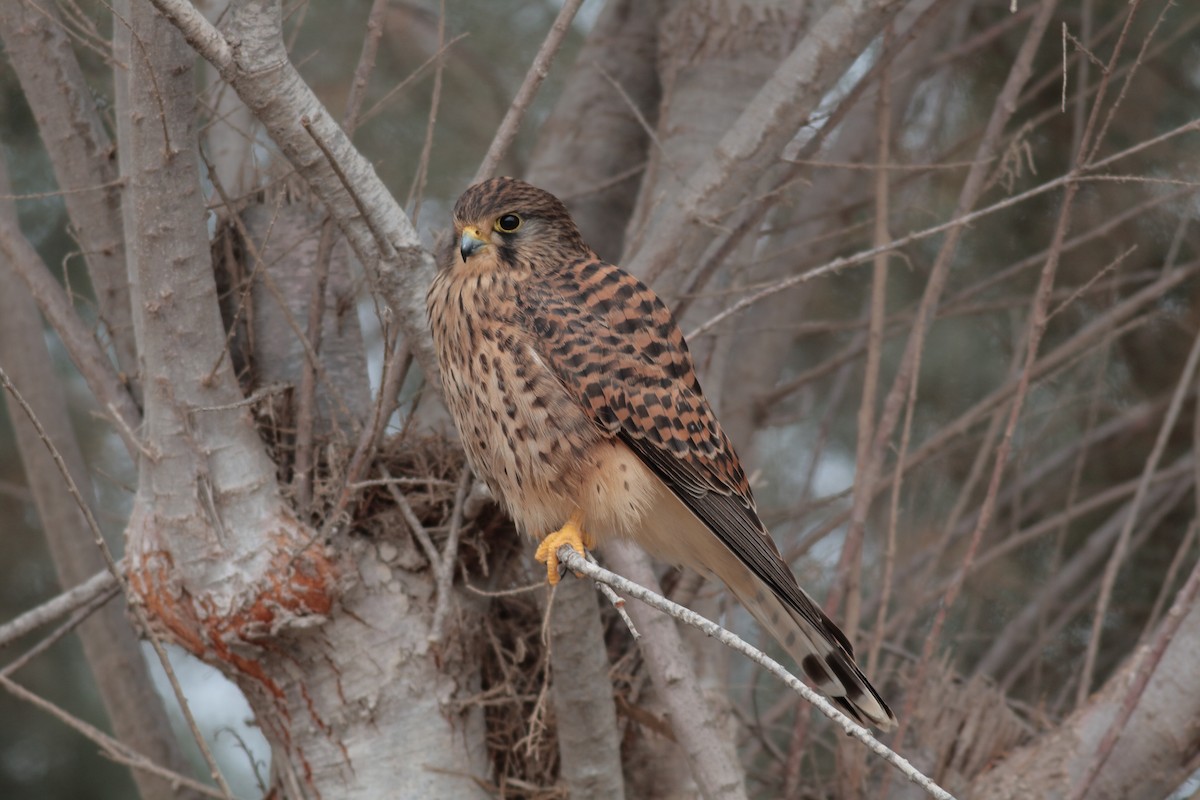 チョウゲンボウ（canariensis／dacotiae） - ML638225829