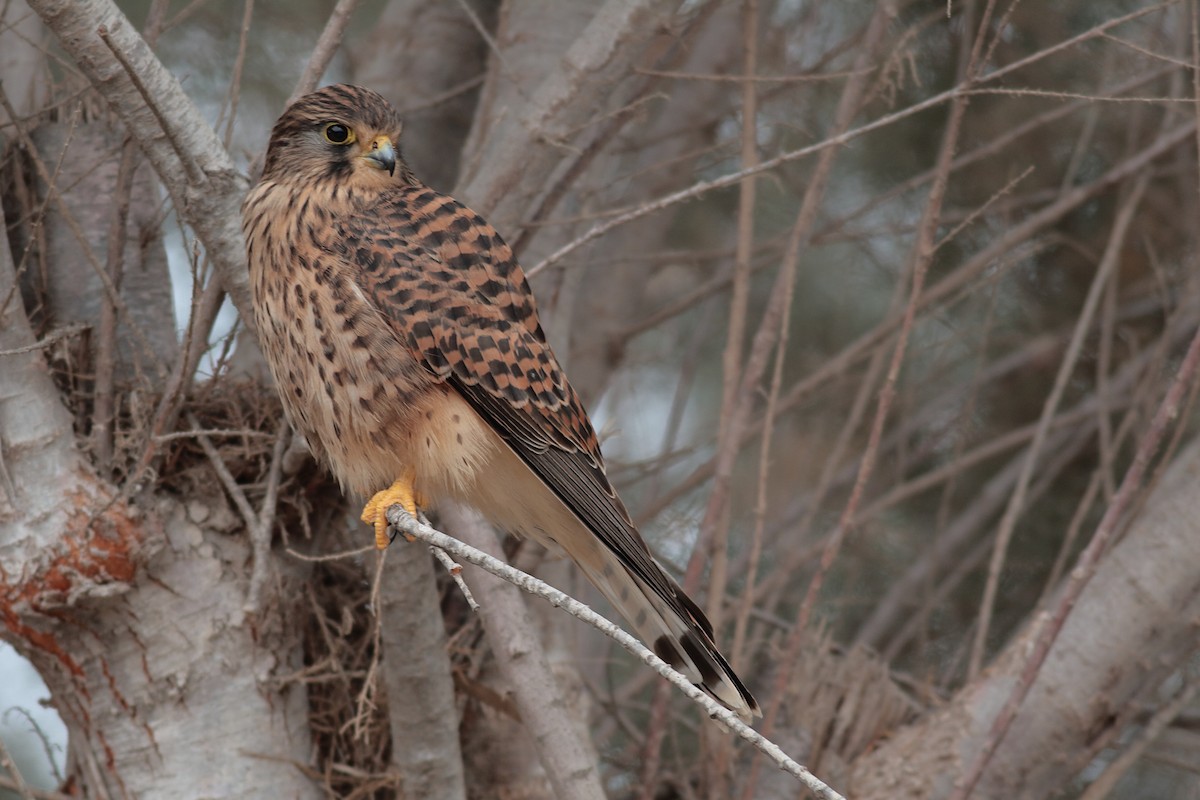 チョウゲンボウ（canariensis／dacotiae） - ML638225830