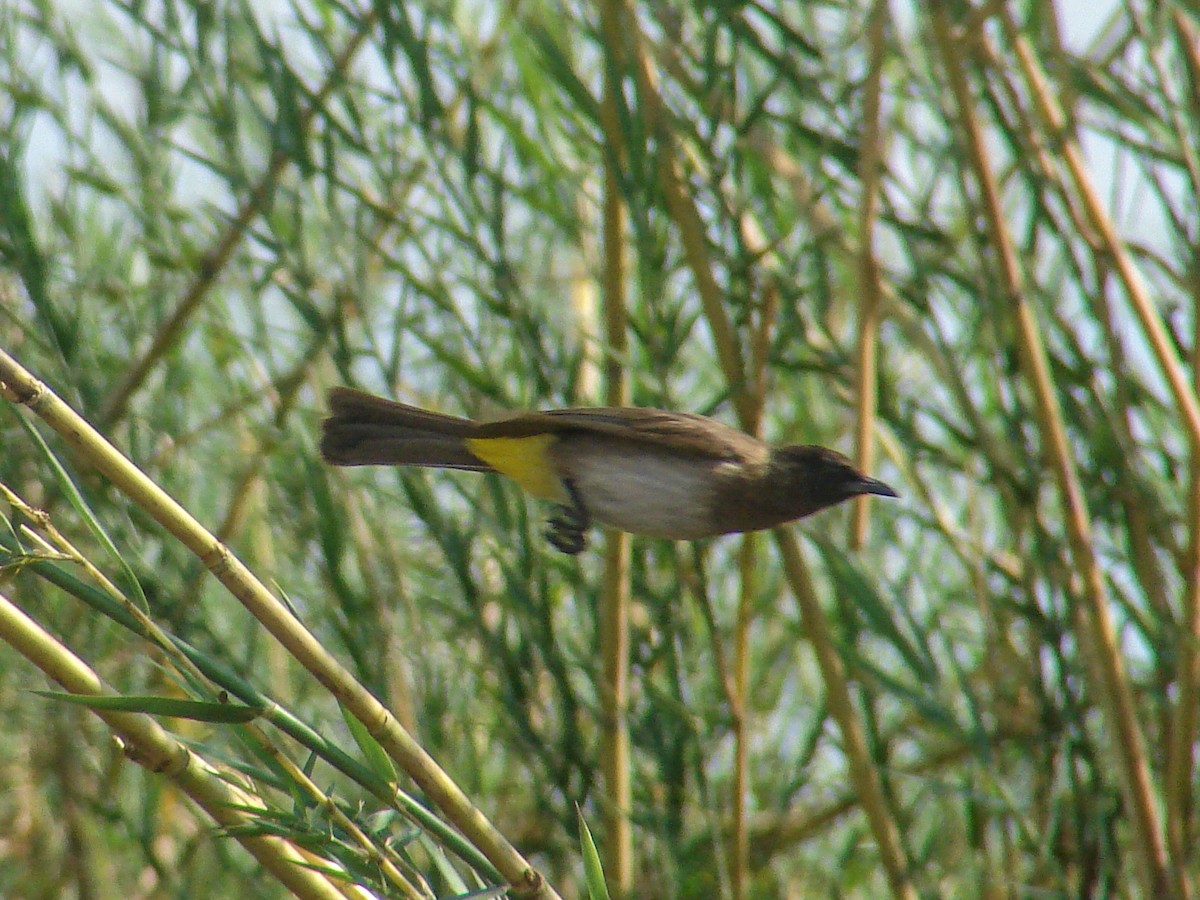 Common Bulbul - ML638225857