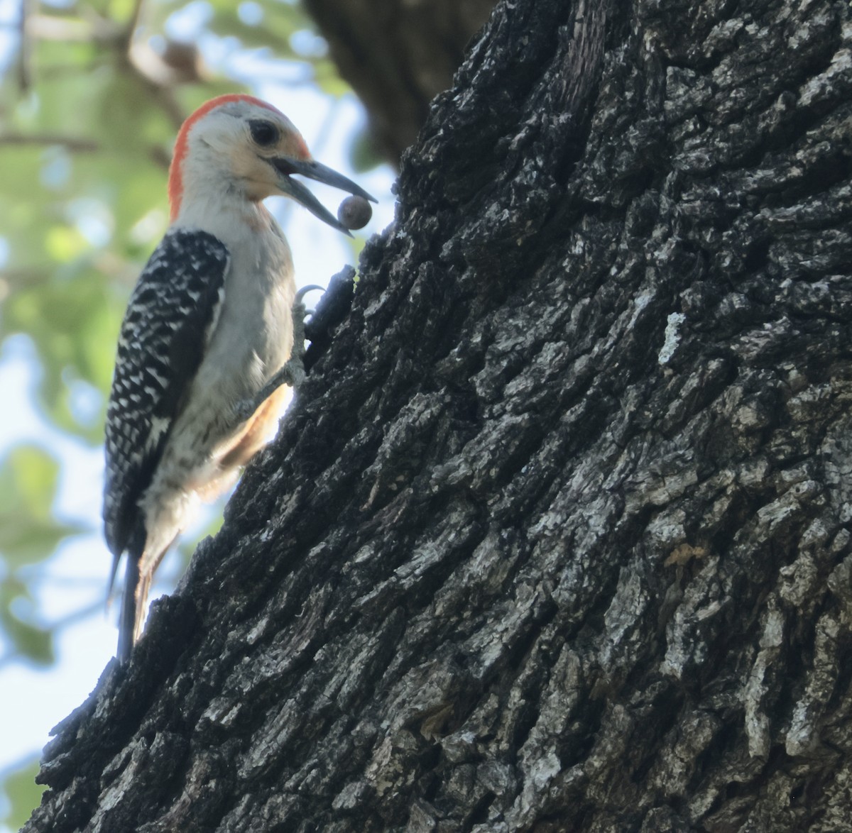 Red-bellied Woodpecker - ML638225858