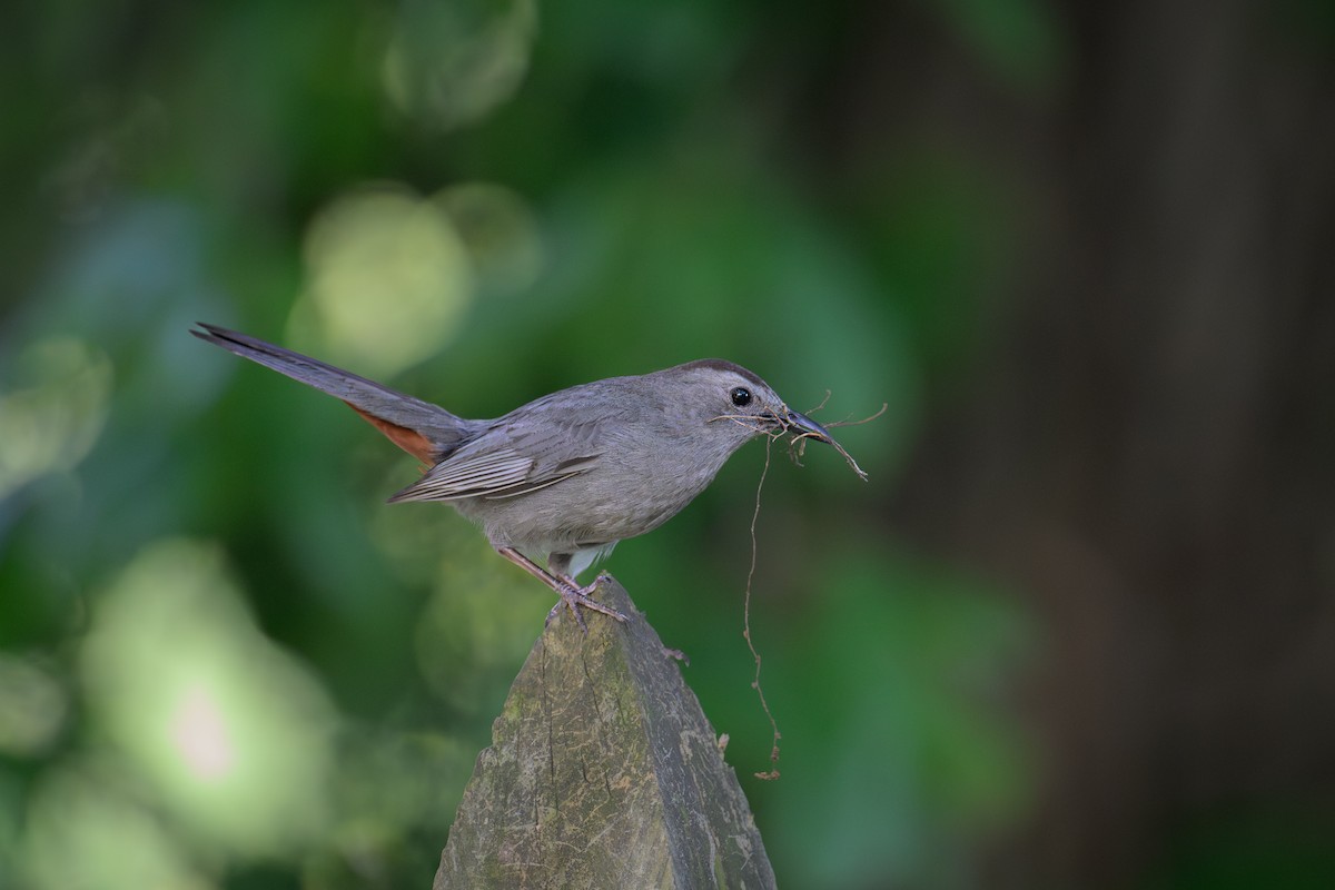 Gray Catbird - ML638225868