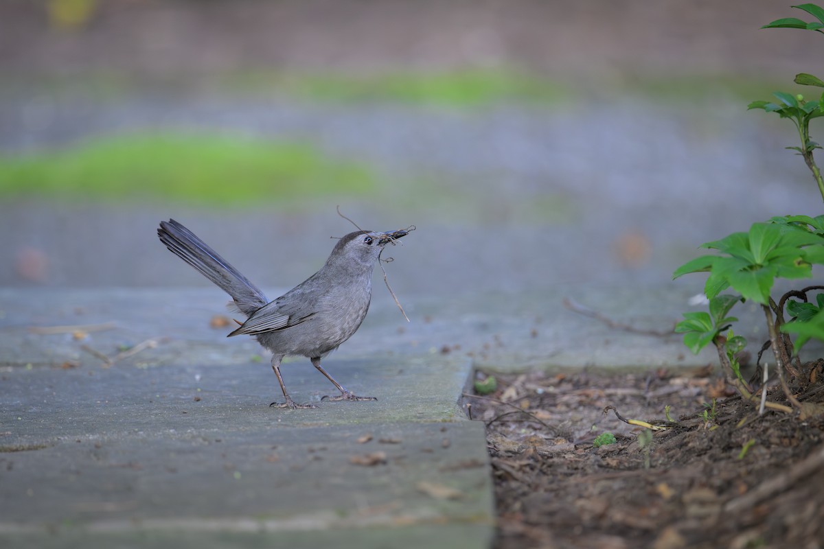 Gray Catbird - ML638225869