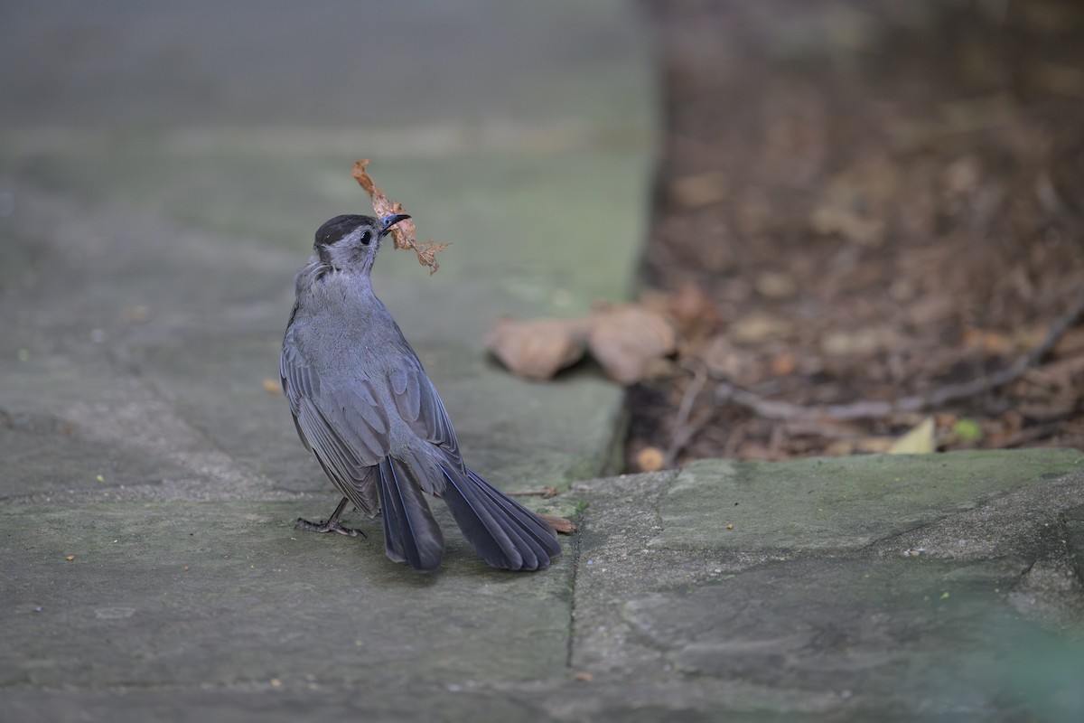 Gray Catbird - ML638225871