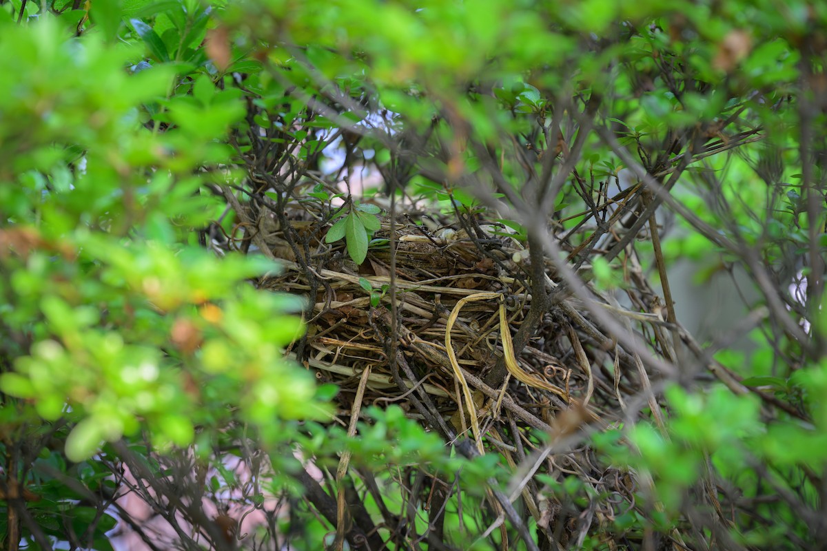 Gray Catbird - ML638225872