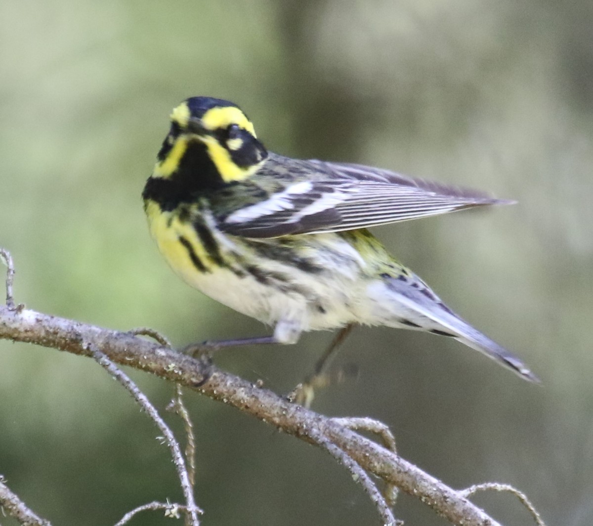 Black-throated Gray x Townsend's Warbler (hybrid) - ML638225873