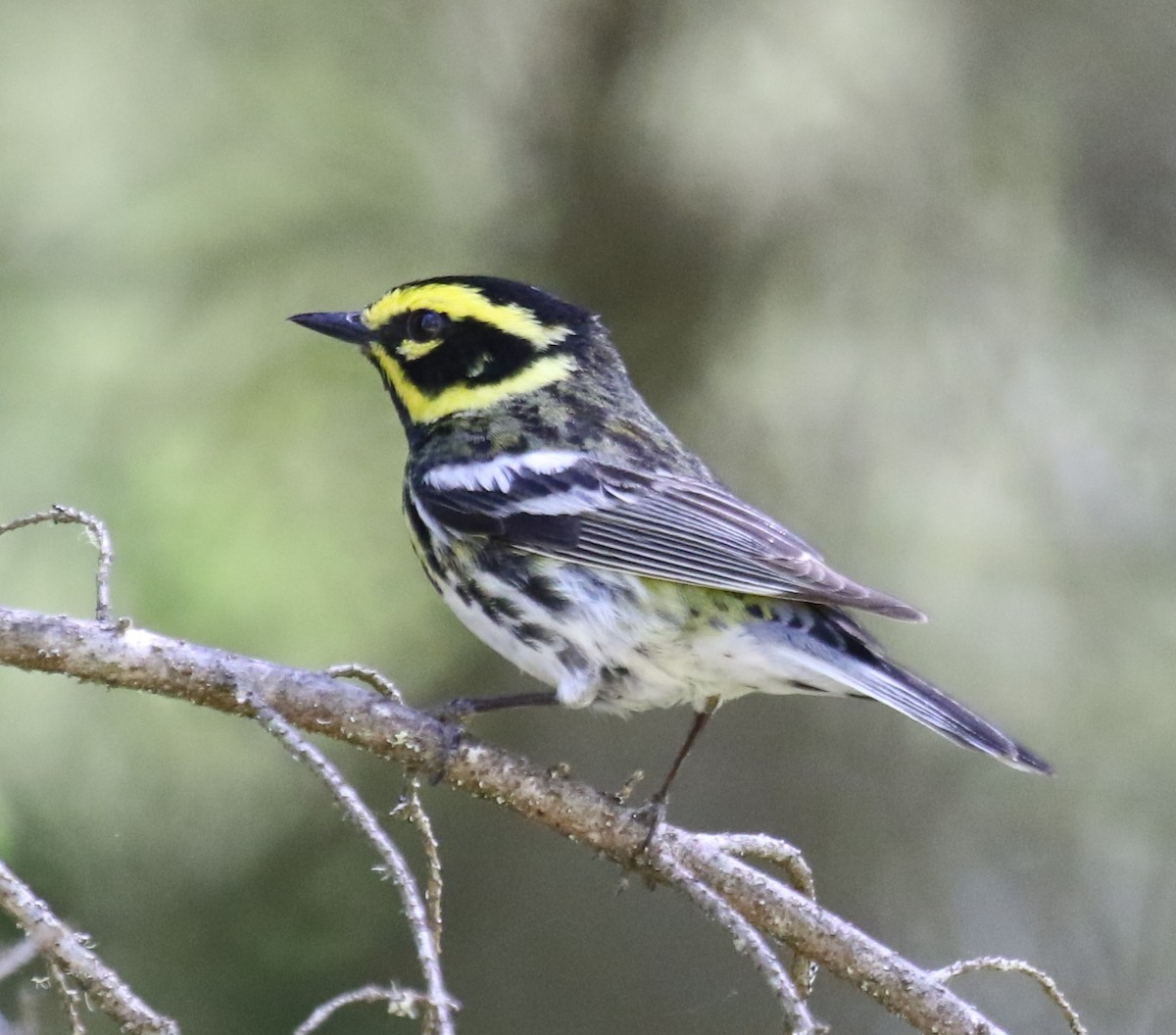 Black-throated Gray x Townsend's Warbler (hybrid) - ML638225902
