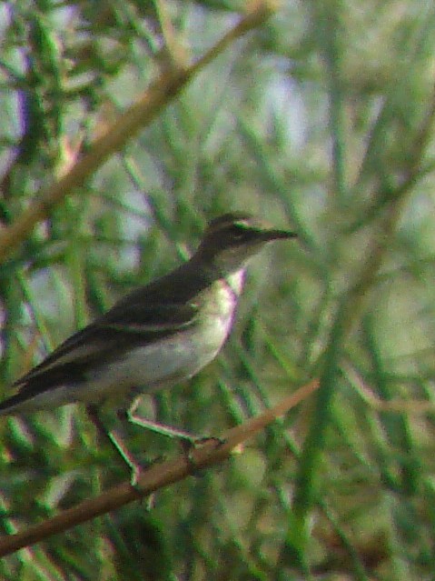 African Pied Wagtail - ML638225930