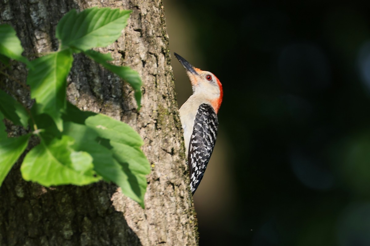 Red-bellied Woodpecker - ML638225938