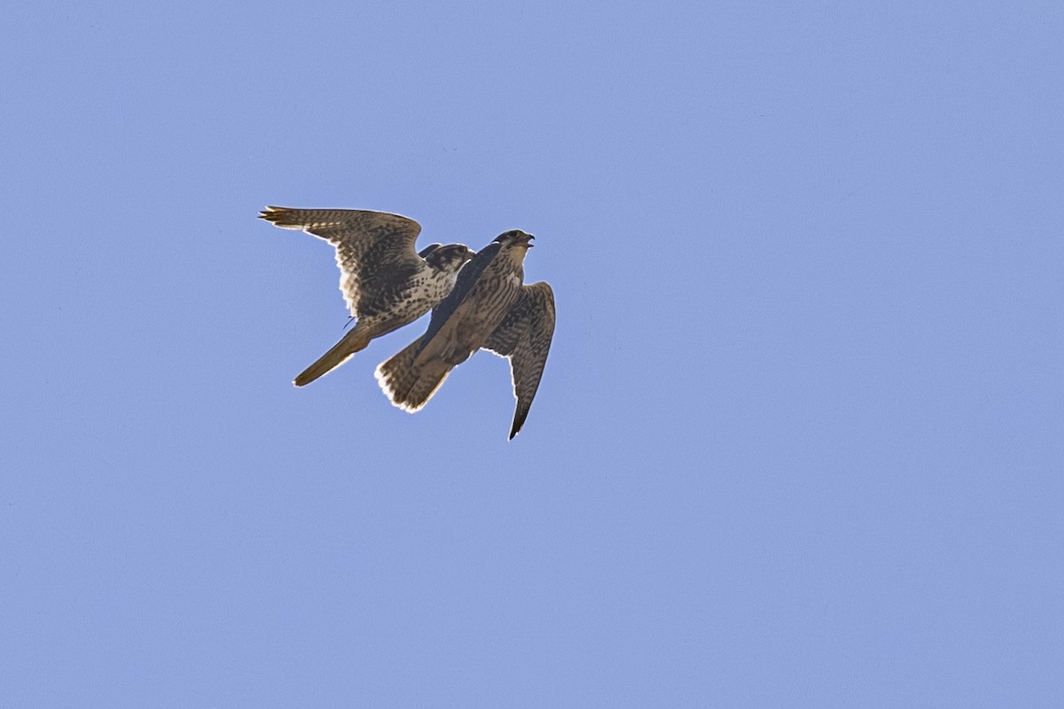 Prairie Falcon - ML638225945
