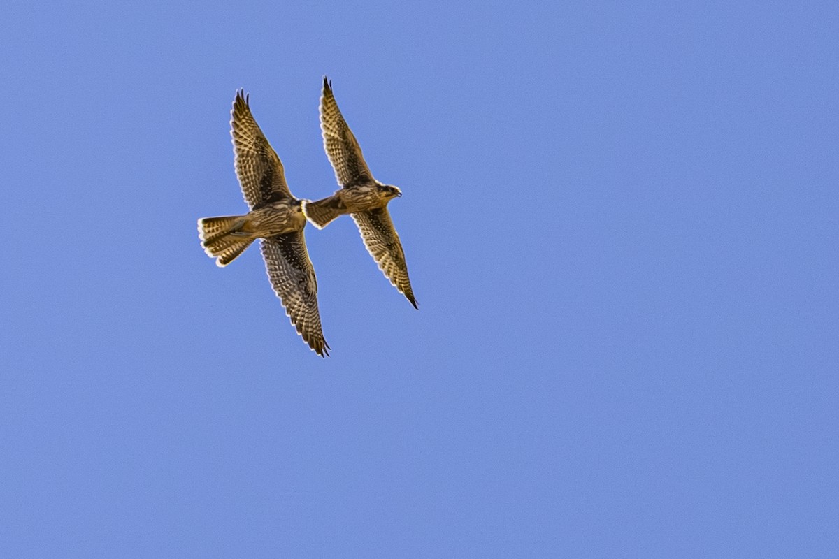 Prairie Falcon - ML638225951