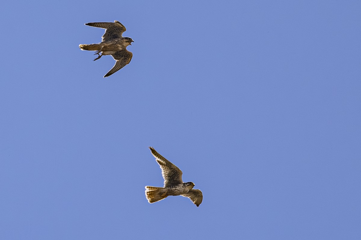 Prairie Falcon - ML638225953