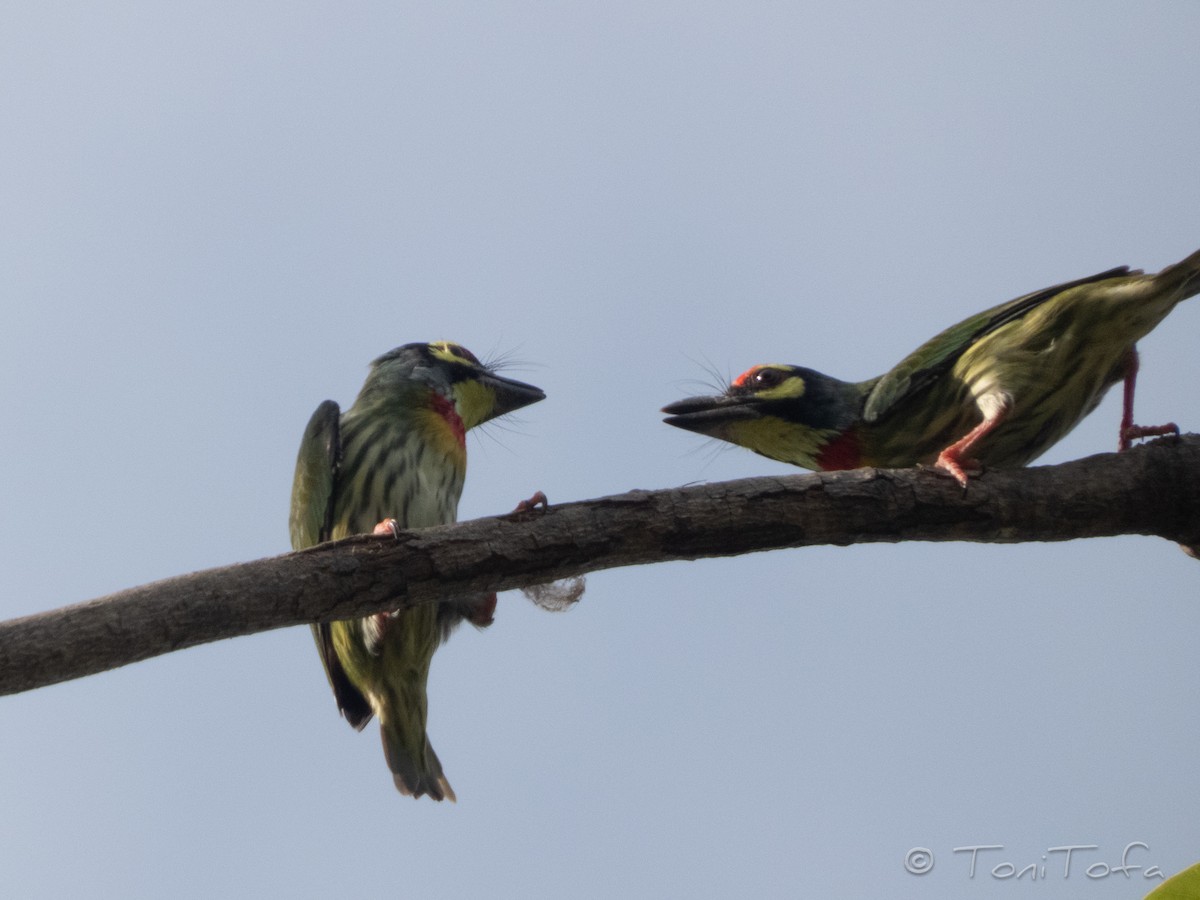 Coppersmith Barbet - ML638225954