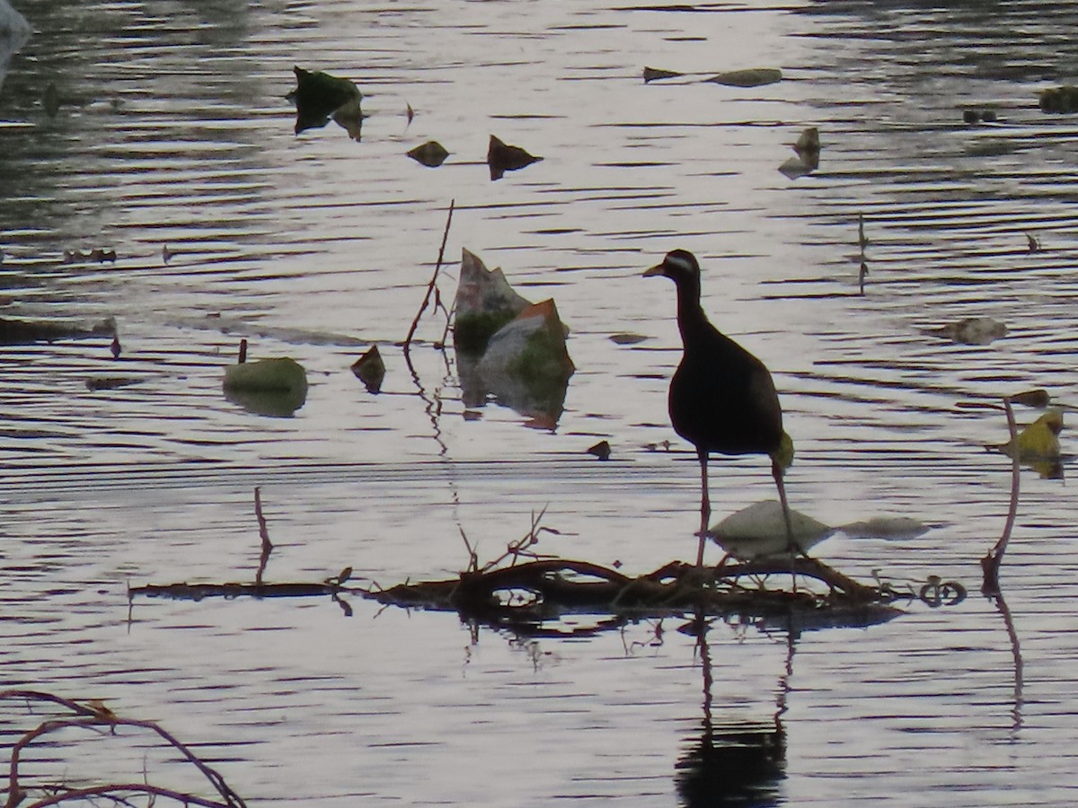 Bronze-winged Jacana - ML638225957