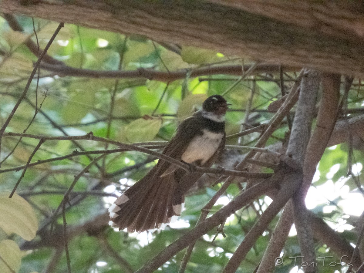 Malaysian Pied-Fantail - ML638225979
