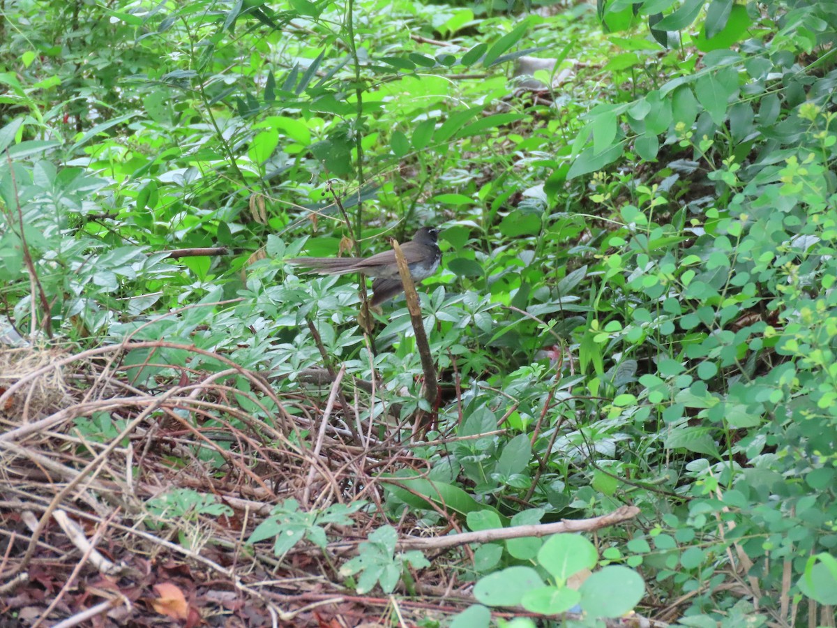 Spot-breasted Fantail - ML638225990