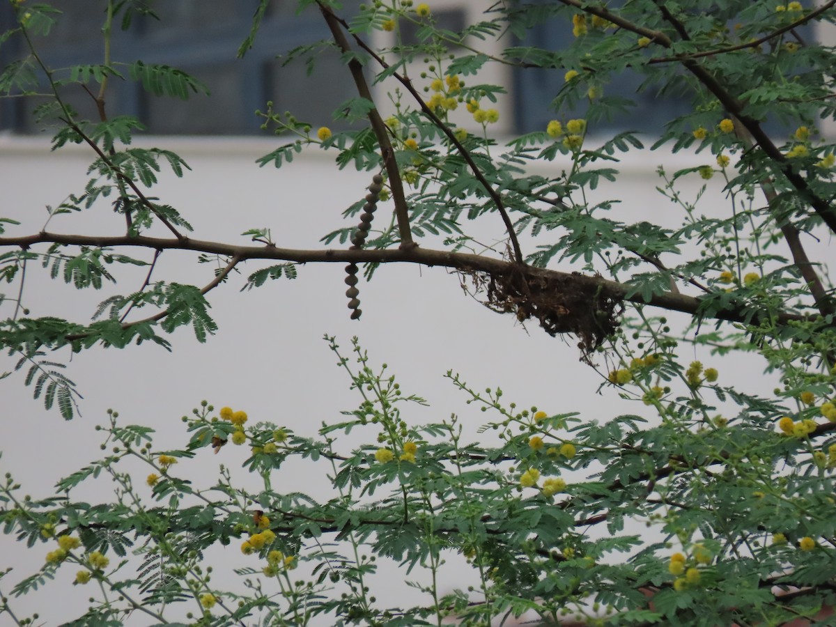 Spot-breasted Fantail - ML638225991