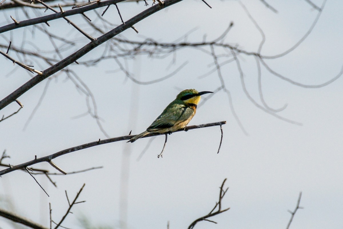 Little Bee-eater - ML638225998