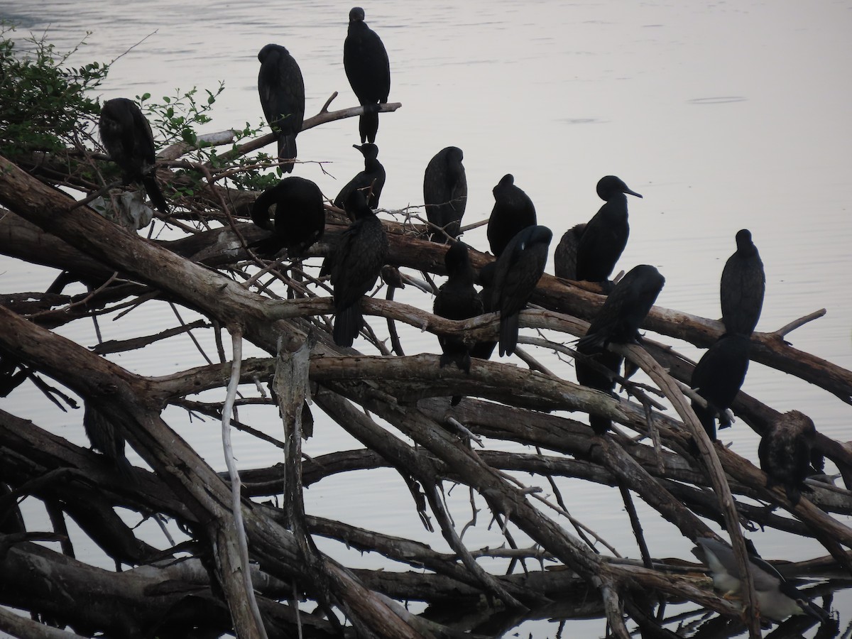 Indian Cormorant - ML638226015