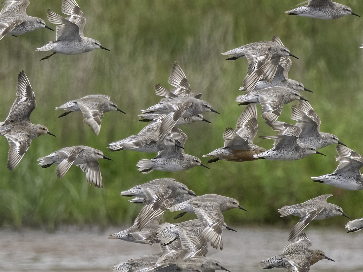 Red Knot - ML638226024
