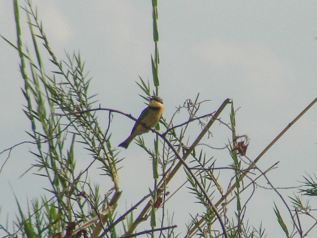 Little Bee-eater - ML638226028