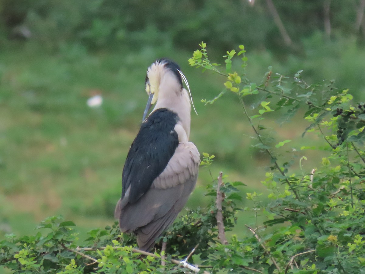 Black-crowned Night Heron - ML638226029