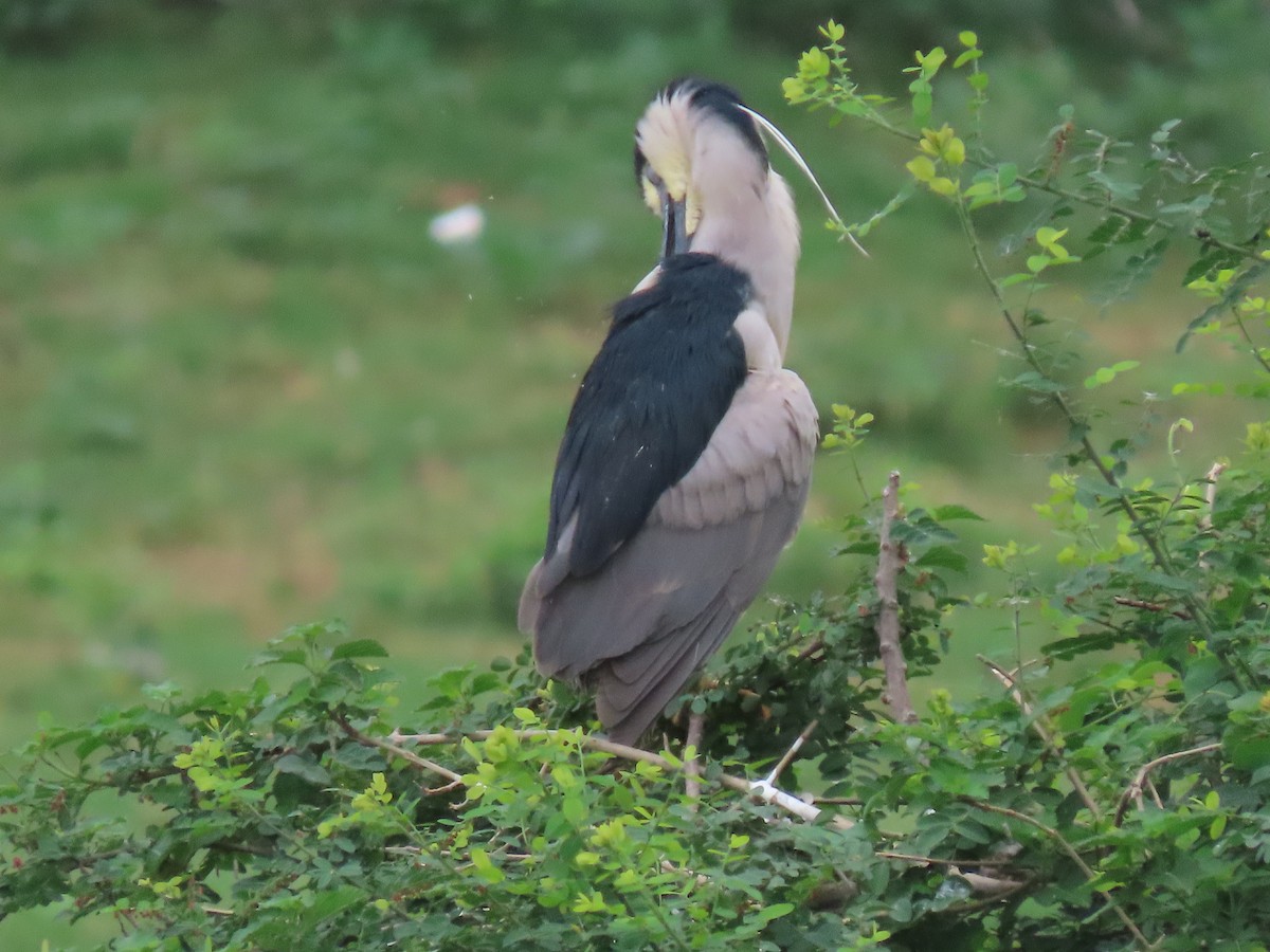 Black-crowned Night Heron - ML638226030